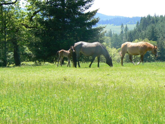 Airlie Farm Bed And Breakfast